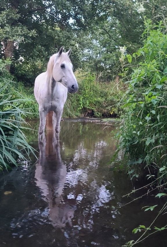 Cheval gris dans la rivière, entouré de verdure